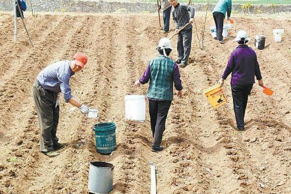 丹參種植方法及時間