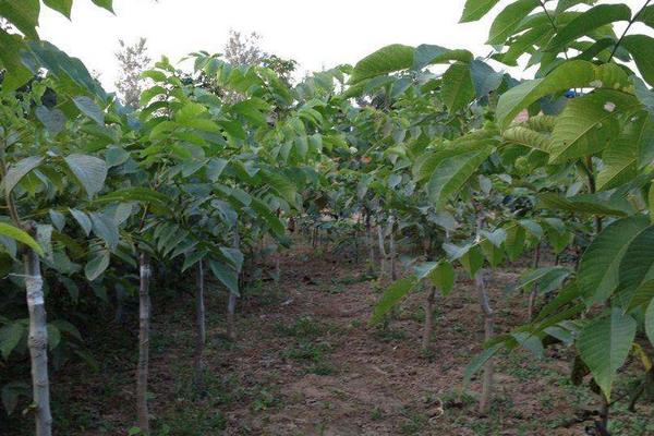 核桃樹夏季管理措施