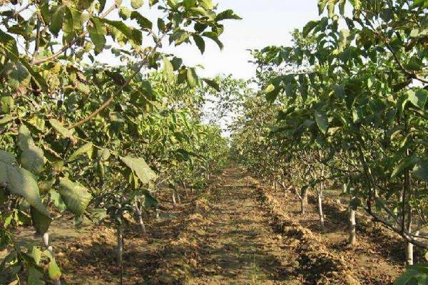 核桃樹夏季管理措施