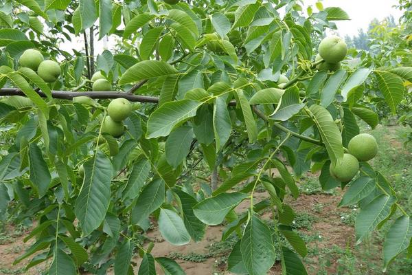 核桃樹夏季管理措施