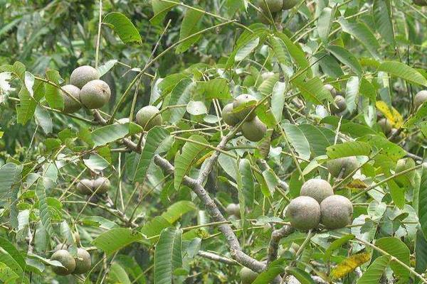 核桃樹夏季管理措施