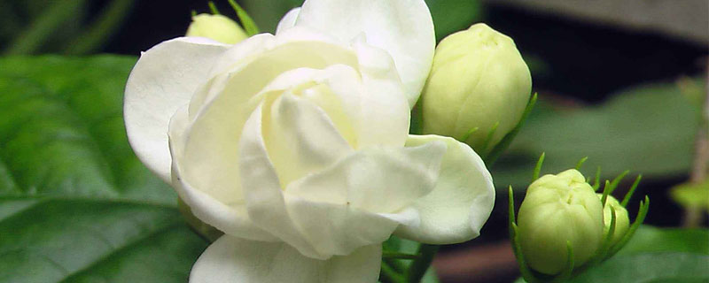 夏季茉莉花的養(yǎng)殖方法