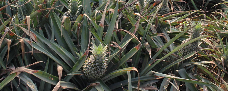 菠蘿養(yǎng)殖方法