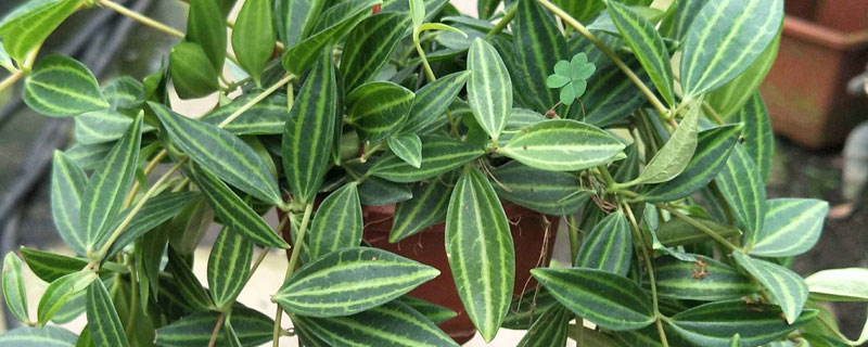 鉆石翡翠的養殖方法和注意事項