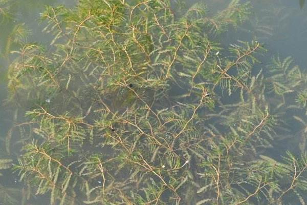 中藥麥黃草種植