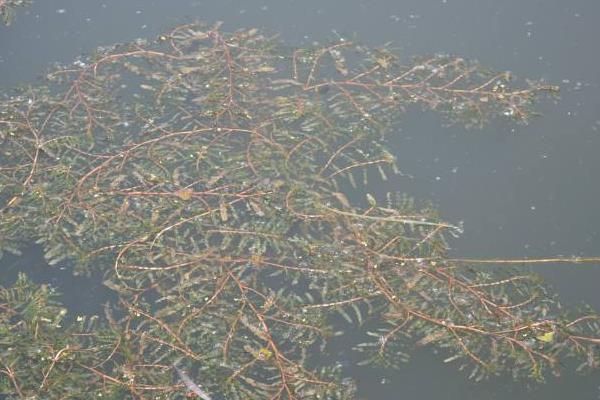 中藥麥黃草種植