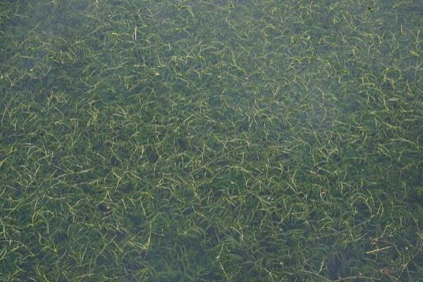 中藥麥黃草種植