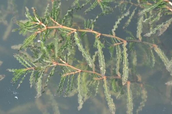 中藥麥黃草種植