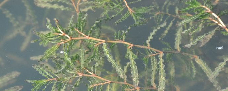 中藥麥黃草種植