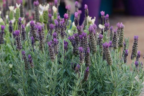 西班牙薰衣草養殖方法