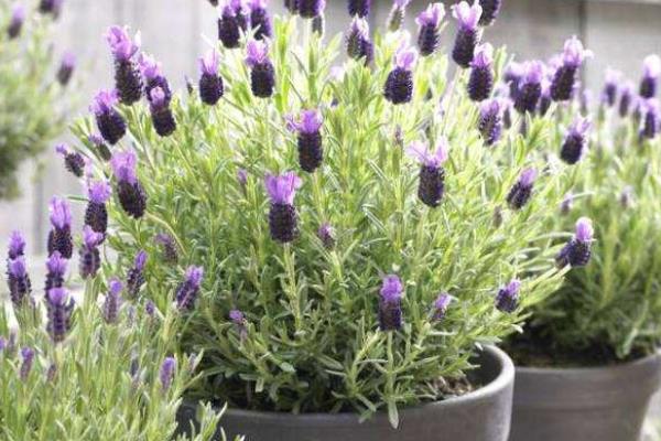 西班牙薰衣草養殖方法