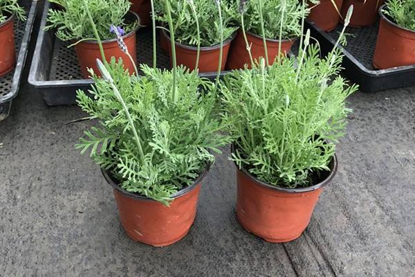 西班牙薰衣草養殖方法