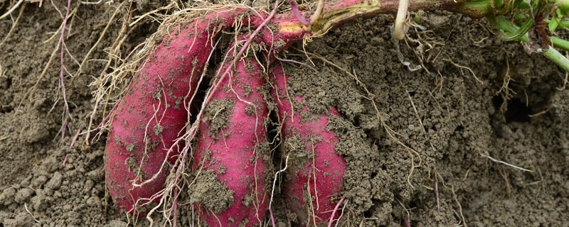 地瓜種植時間和方法