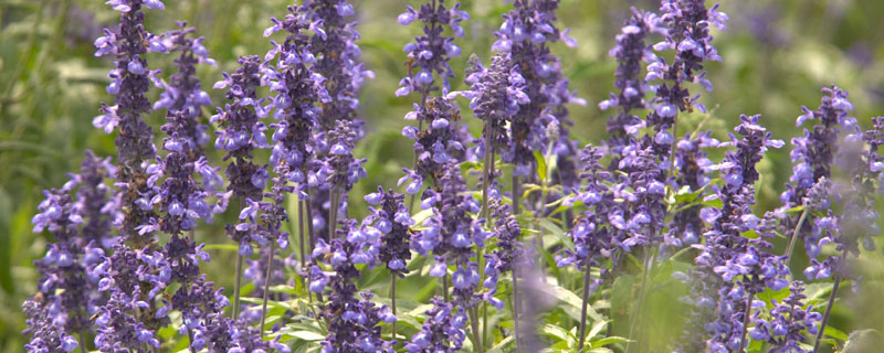 西班牙薰衣草養殖方法