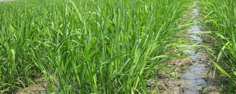 茭白種植技術和時間