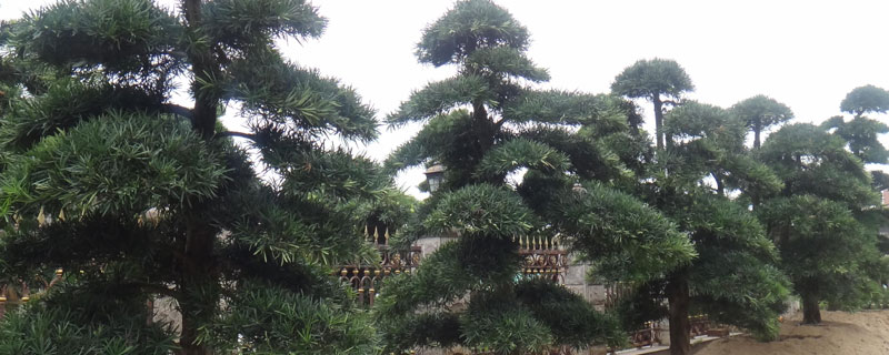 羅漢松種子種植方法