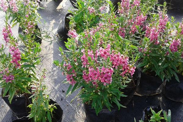 香彩雀的養殖方法
