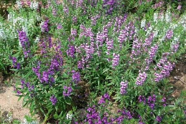 香彩雀的養殖方法