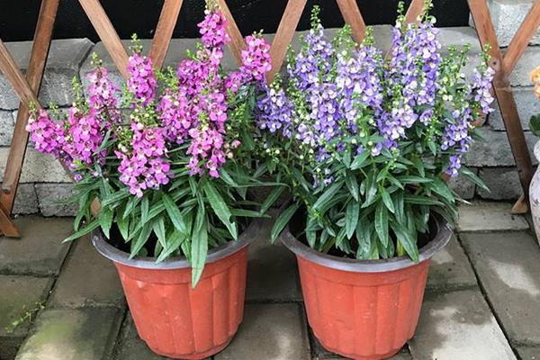 香彩雀的養殖方法