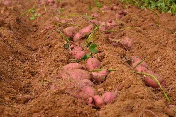 地瓜種植時間和方法