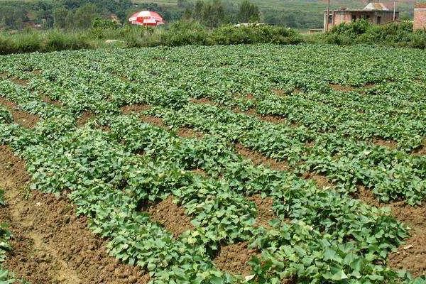 地瓜種植時間和方法