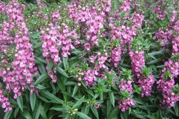 香彩雀的養殖方法