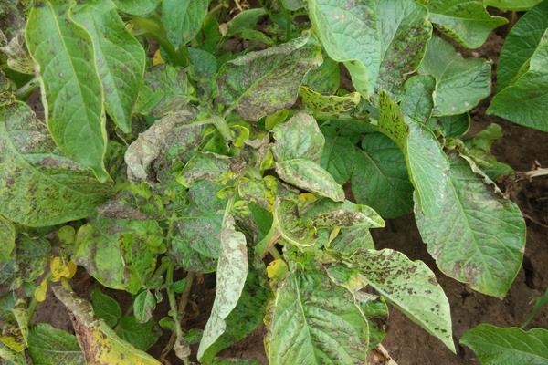 園林病蟲害防治的專業知識