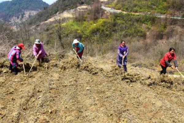 園林病蟲害防治的專業知識