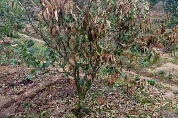 園林病蟲害防治的專業知識