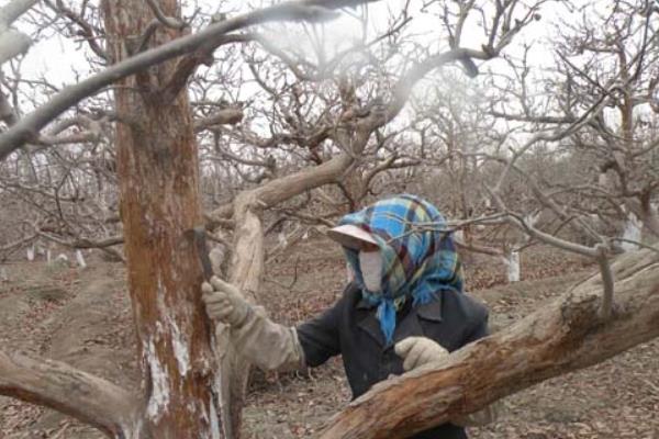 園林病蟲害防治的專業知識