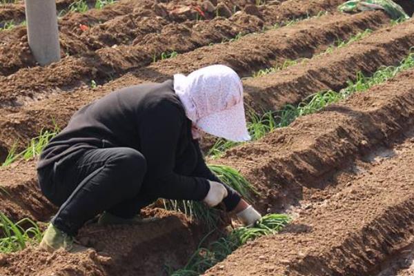 大蔥種植時(shí)間和方法