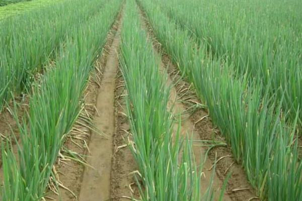 大蔥種植時(shí)間和方法