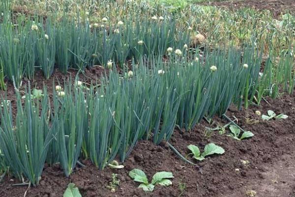 大蔥種植時(shí)間和方法