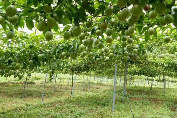 黃金百香果種植