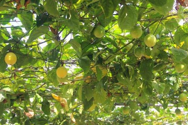 黃金百香果種植