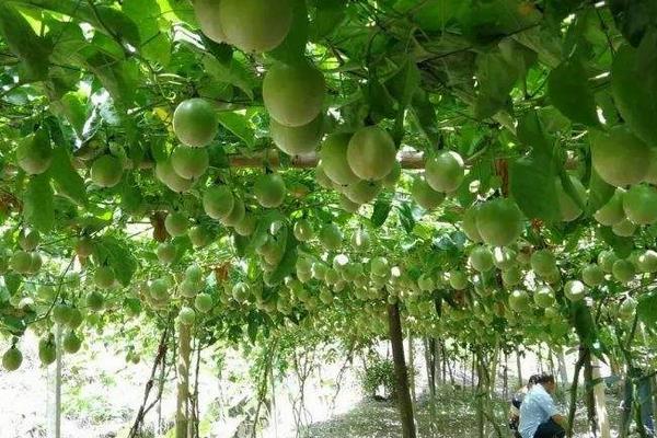 黃金百香果種植