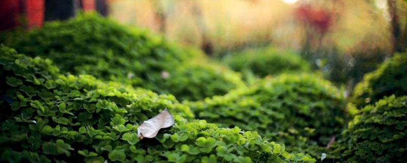 園林病蟲害防治的專業知識