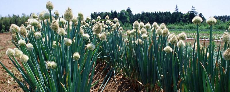 大蔥種植時間和方法
