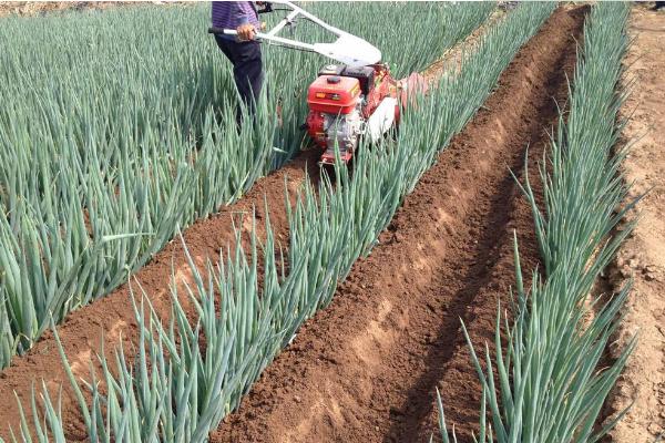 大蔥種植時(shí)間和方法