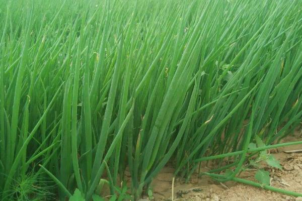 大蔥種植時(shí)間和方法