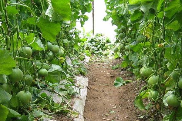 香瓜種植技術與管理法