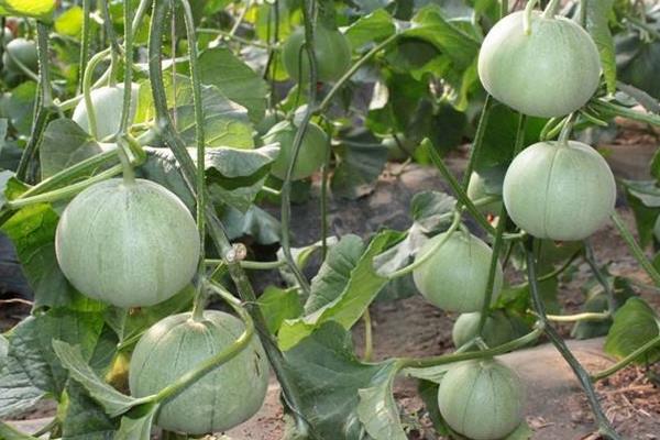 香瓜種植技術與管理法