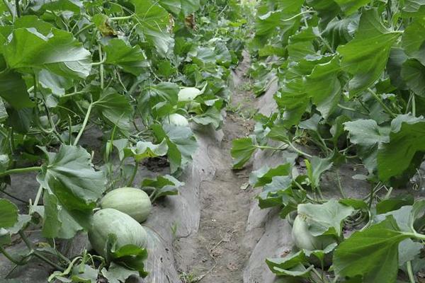 香瓜種植技術與管理法