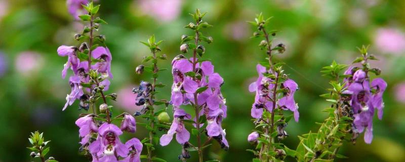 香彩雀的養殖方法