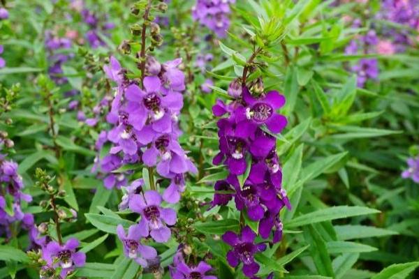 香彩雀的養殖方法