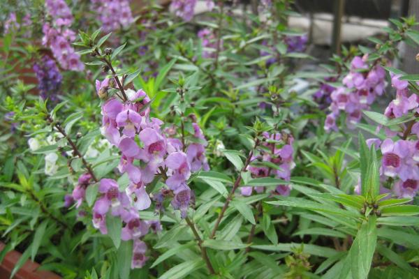 香彩雀的養殖方法