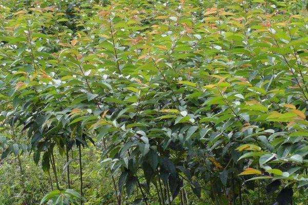 櫻花病蟲害癥狀與防治