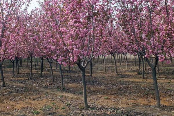 櫻花病蟲害癥狀與防治