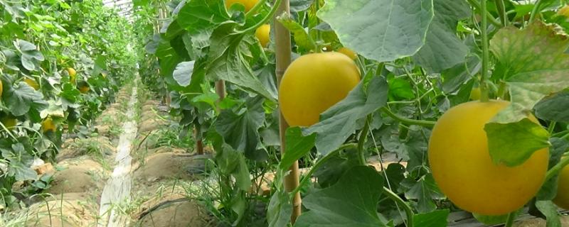 香瓜種植技術(shù)與管理法