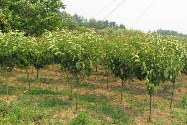 櫻花病蟲害癥狀與防治